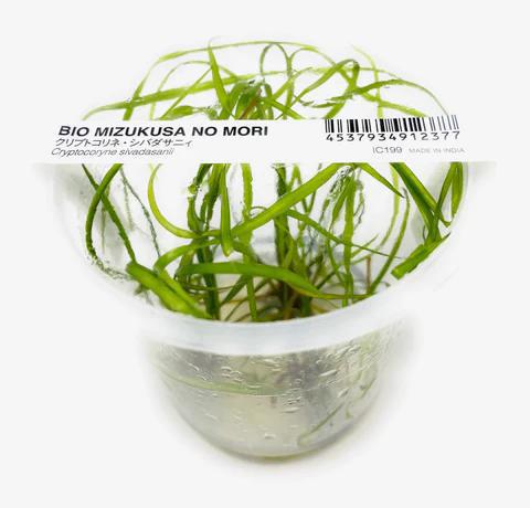 Cryptocoryne Sivadasanii - ADA TC - Planted Aquaria