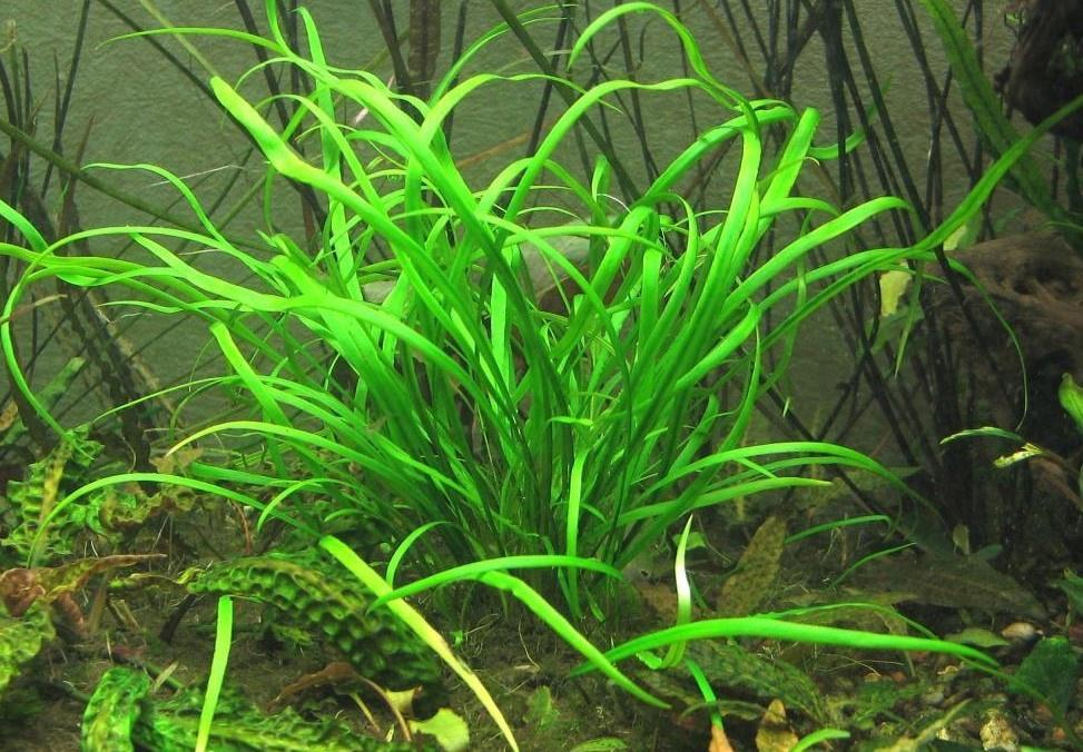 Cryptocoryne Spiralis 'Caudigera' - ADA TC - Planted Aquaria