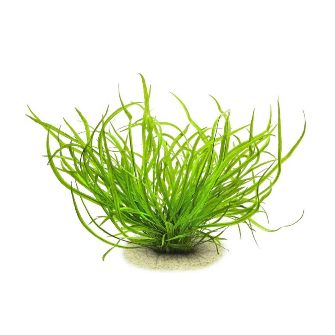 Cryptocoryne Spiralis 'Caudigera' - ADA TC - Planted Aquaria
