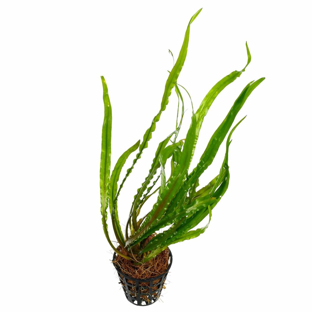 Cryptocoryne spiralis - Potted - Planted Aquaria
