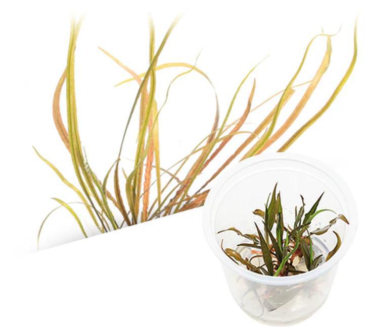 Cryptocoryne Spiralis ‘Red’ - ADA TC - Planted Aquaria