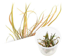 Cryptocoryne Spiralis ‘Red’ - ADA TC - Planted Aquaria