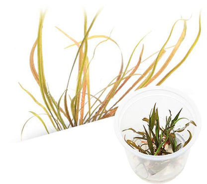 Cryptocoryne Spiralis ‘Red’ - ADA TC - Planted Aquaria
