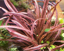 Cryptocoryne Spiralis ‘Red’ - ADA TC - Planted Aquaria