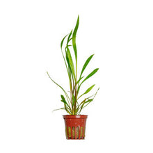 Cryptocoryne Spiralis Red - Potted
