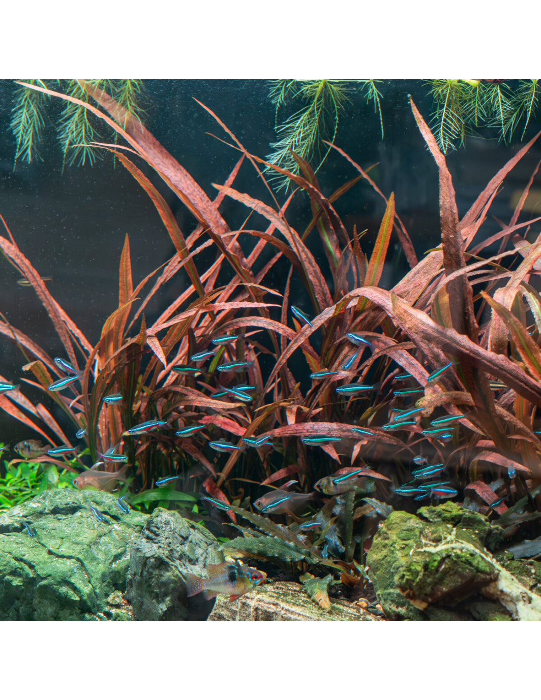 Cryptocoryne Spiralis Red - Potted