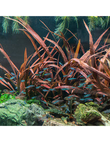 Cryptocoryne Spiralis Red - Potted