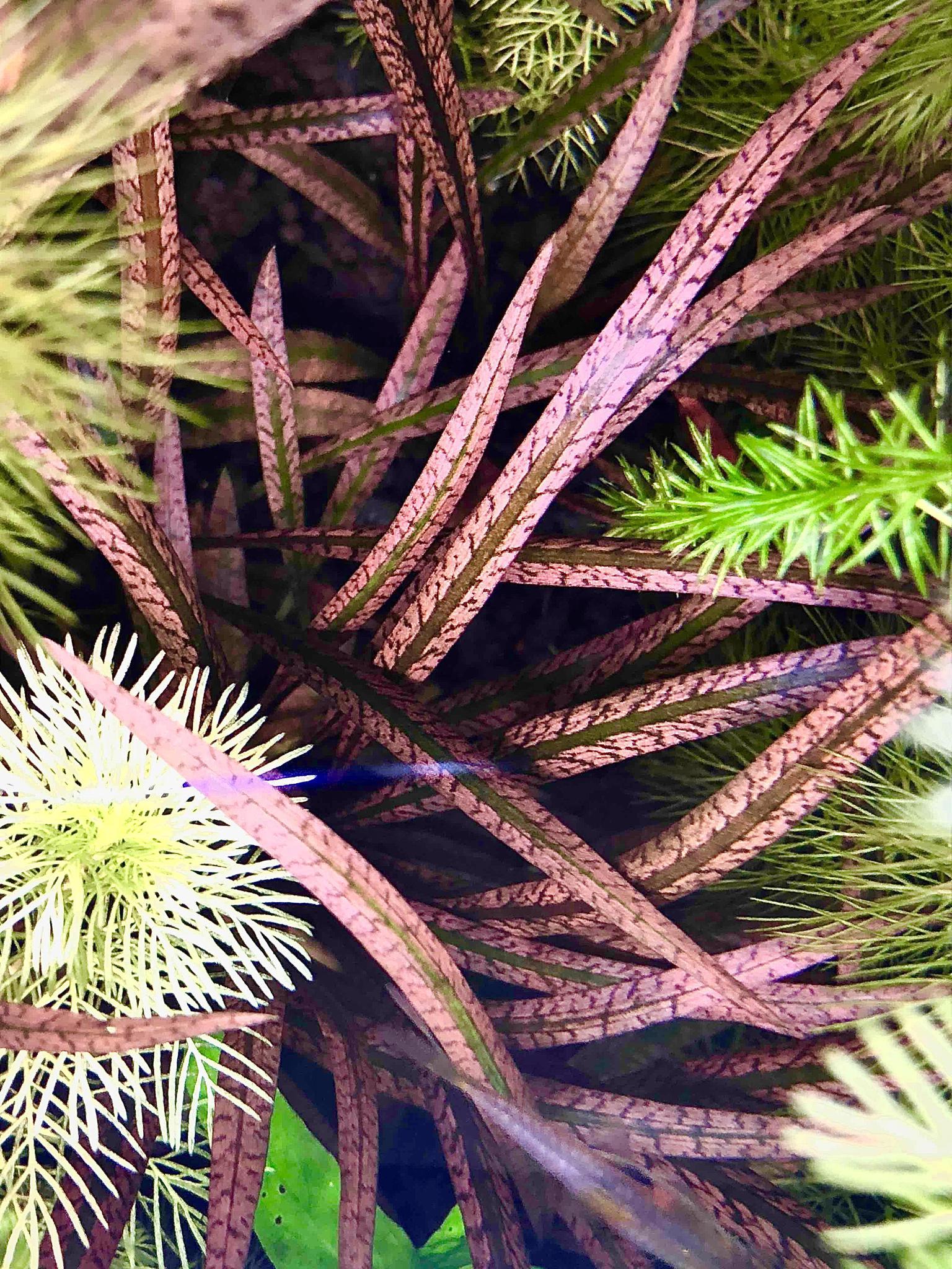 Cryptocoryne Spiralis 'Tiger' - ADA TC - Planted Aquaria