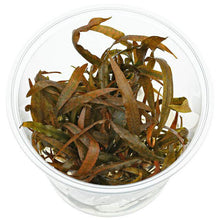 Cryptocoryne Spiralis 'Tiger' - ADA TC - Planted Aquaria