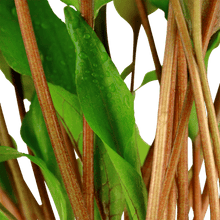 Cryptocoryne undulata 'Broad Leaves' - Potted - Planted Aquaria