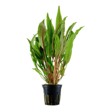Cryptocoryne undulata 'Broad Leaves' - Potted - Planted Aquaria