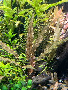 Cryptocoryne undulatus 'Red' - Potted - Planted Aquaria