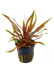 Cryptocoryne undulatus 'Red' - Potted - Planted Aquaria