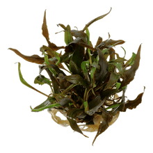 Cryptocoryne undulatus 'Red' - Tropica TC - Planted Aquaria