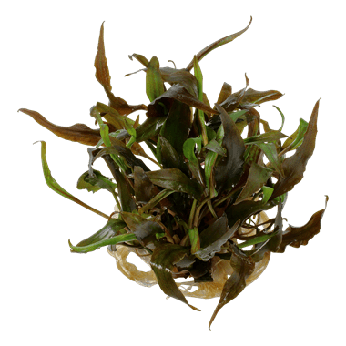 Cryptocoryne undulatus 'Red' - Tropica TC - Planted Aquaria