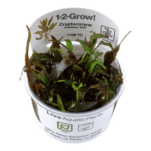 Cryptocoryne undulatus 'Red' - Tropica TC - Planted Aquaria