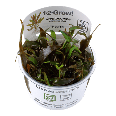 Cryptocoryne undulatus 'Red' - Tropica TC - Planted Aquaria