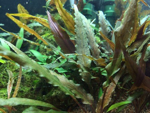 Cryptocoryne undulatus 'Red' - Tropica TC - Planted Aquaria
