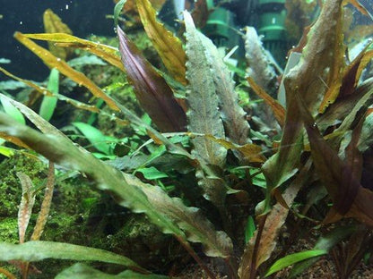 Cryptocoryne undulatus 'Red' - Tropica TC - Planted Aquaria
