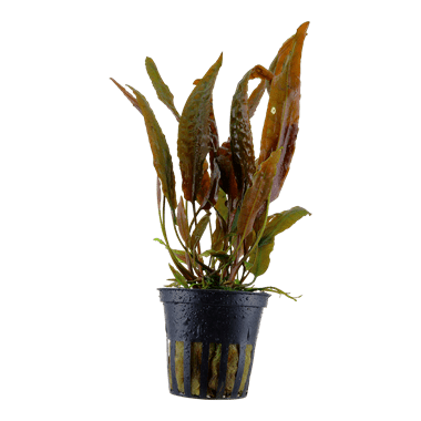 Cryptocoryne usteriana - Potted - Planted Aquaria