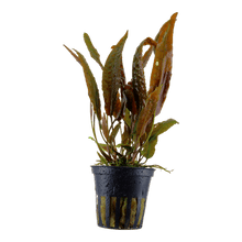 Cryptocoryne usteriana - Potted - Planted Aquaria