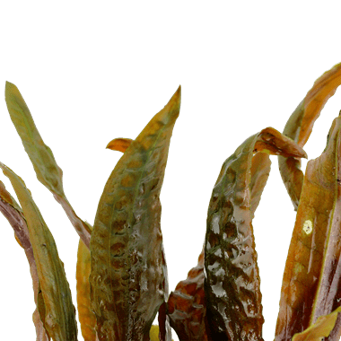 Cryptocoryne usteriana - Potted - Planted Aquaria - Bring Nature Cryptocoryne usteriana - Potted - Planted Aquaria - Bring Nature