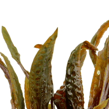 Cryptocoryne usteriana - Potted - Planted Aquaria