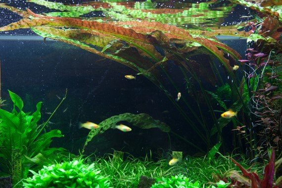 Cryptocoryne usteriana - Potted - Planted Aquaria