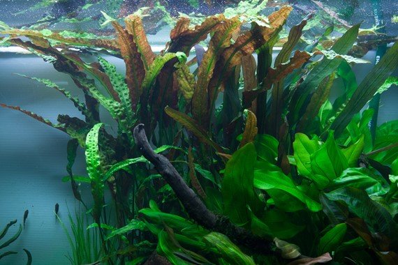Cryptocoryne usteriana - Potted - Planted Aquaria