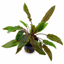 Cryptocoryne wedntii affinis "Red" - Planted Aquaria