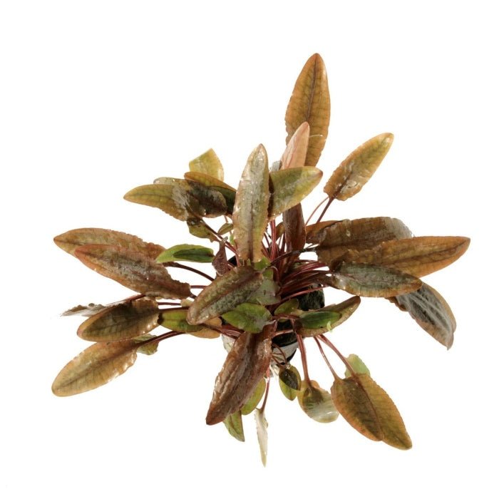 Cryptocoryne wendtii 'brown' - Potted - Planted Aquaria