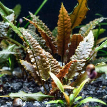 Cryptocoryne wendtii 'brown' - Potted - Planted Aquaria