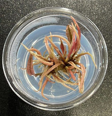 Cryptocoryne wendtii Flamingo - Tissue Culture - Planted Aquaria