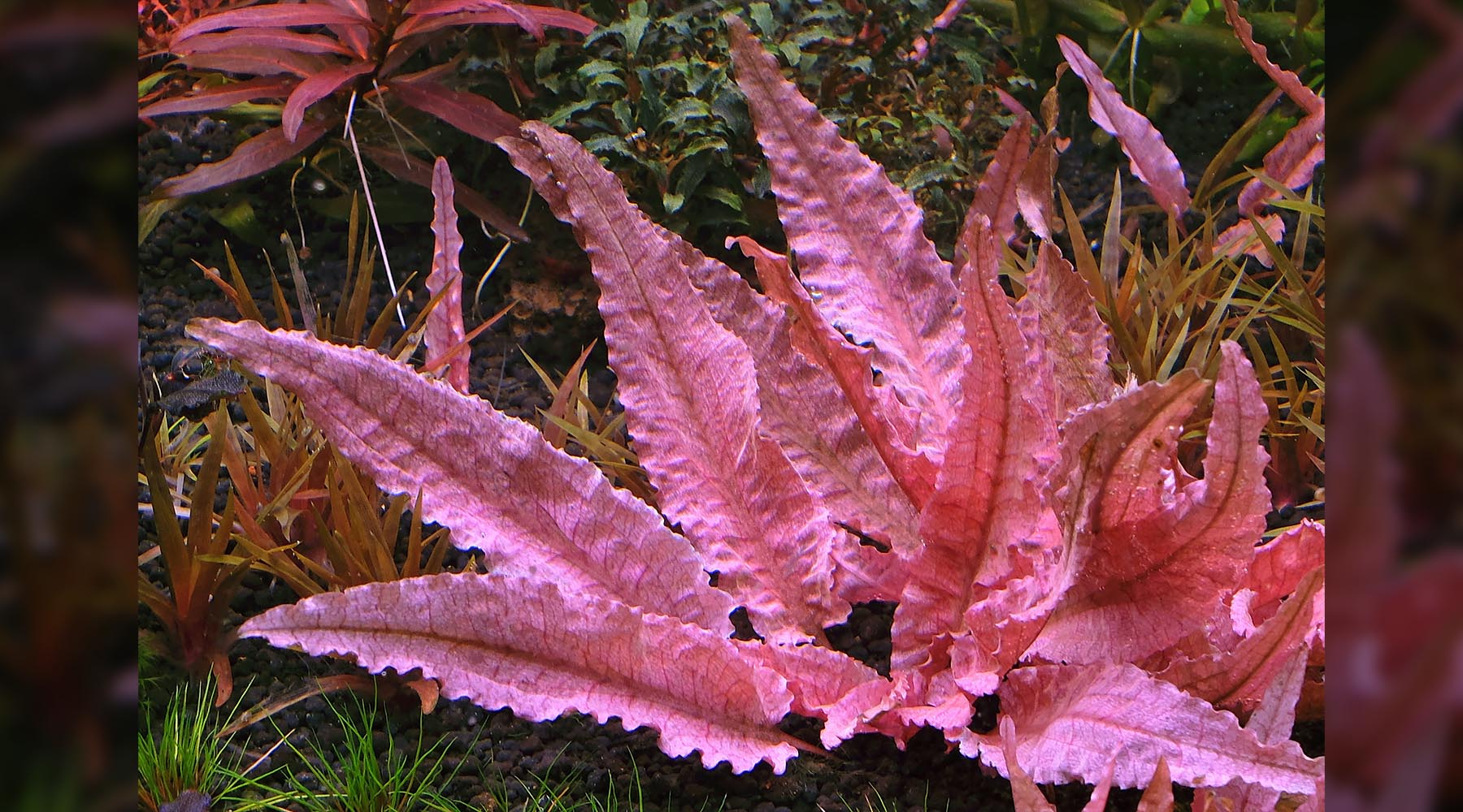 Cryptocoryne wendtii Flamingo - Tissue Culture - Planted Aquaria
