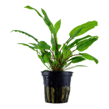 Cryptocoryne wendtii 'green' - Potted - Planted Aquaria