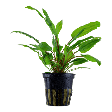 Cryptocoryne wendtii 'green' - Potted - Planted Aquaria