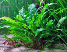 Cryptocoryne wendtii 'green' - Potted - Planted Aquaria