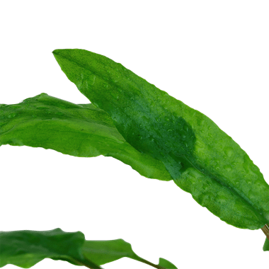Cryptocoryne wendtii 'Green' - Tropica TC - Planted Aquaria