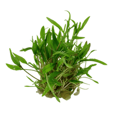 Cryptocoryne wendtii 'Green' - Tropica TC - Planted Aquaria