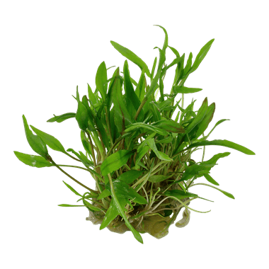 Cryptocoryne wendtii 'Green' - Tropica TC - Planted Aquaria