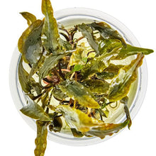 Cryptocoryne wendtii 'Mi Oya' - Tropica TC - Planted Aquaria