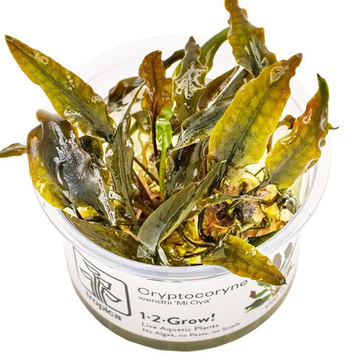 Cryptocoryne wendtii 'Mi Oya' - Tropica TC - Planted Aquaria