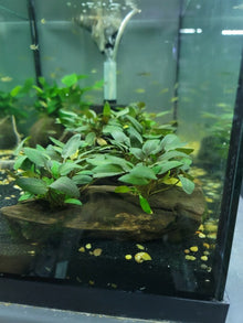 Cryptocoryne Wendtii / Mioya on Driftwood (M) - Planted Aquaria
