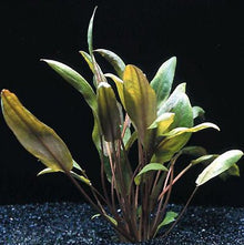 Cryptocoryne wendtii 'Mioya' - Potted - Planted Aquaria