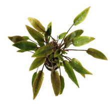 Cryptocoryne wendtii 'Mioya' - Potted - Planted Aquaria