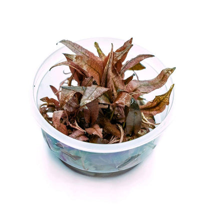 Cryptocoryne wendtii 'Pink Panther' - ADA TC - Planted Aquaria