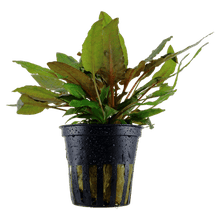 Cryptocoryne wendtii 'Tropica' - Potted - Planted Aquaria