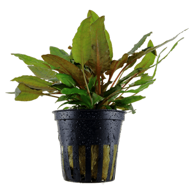 Cryptocoryne wendtii 'Tropica' - Potted - Planted Aquaria