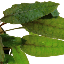 Cryptocoryne wendtii 'Tropica' - Potted - Planted Aquaria
