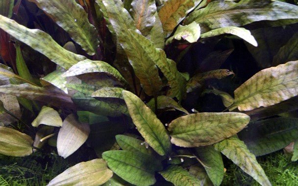 Cryptocoryne wendtii 'Tropica' - Potted - Planted Aquaria